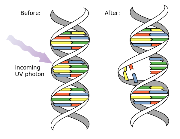 UVC Mutation